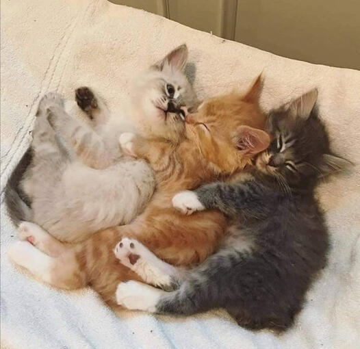 the ddeongbyeoli cult